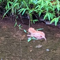 用水路に落ちていた『生後2日ほどの赤ちゃん猫』を保護→1か月が経つと…涙あふれる変化の様子に感動の声「よく生きていたね」「本当に良かった」