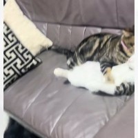 『猫たちが静かだな』と思って部屋の中を見回してみたら…とんでもなく尊い光景が182万再生「人形みたいになってるｗ」「好きが溢れてる」