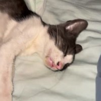 『野犬5頭に食べられかけられていた子猫』を救出→病院に連れて行くと余命宣告をうけて…愛にあふれた記録が314万再生「感動した」「涙が…」