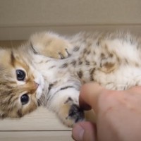 横になって寝転んでいる子猫→お腹をくすぐってみると……思わず笑みがこぼれる『可愛い反応』に反響「癒されるな～」「とても愛らしい」