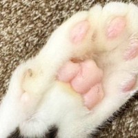 猫の手のひらを見たら、『予想外の模様』が…SNSに投稿すると→反則級に可愛い『まさかの光景』に２万いいね「素敵すぎる」「たまりませんな」