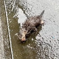 大雨の日、母親に置き去りにされた『ボロボロの子猫』を保護→出会いから４年が経つと…現在の様子に感動「本当にありがとう」「幸せだね」