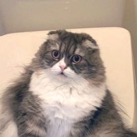 トイレに入ろうとドアを開けたら、中で猫が…想像もしていなかった『まさかの光景』に爆笑の声「存在感がすごくて笑った」「猫トイレに飽きたかぁ」