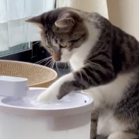 『自動給水機に興味津々な猫』を見ていると…思わず笑っちゃう『可愛い行動』に２万いいね「入りたいのかなｗ」「飲めてないね～ｗ」