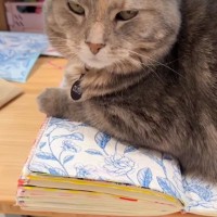 ノートの上に乗って『作業を邪魔してきた猫』に……「試したいｗ」「素晴らしいアイデア」斬新な『ネコハラ対策法』に絶賛！28万再生突破＜海外＞