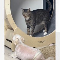 全力疾走する猫→突然止まったかと思ったら…近くにいた犬に見せた『まさかの行動』が4004万再生「なんでｗｗ」「クレイジーｗ」＜海外＞