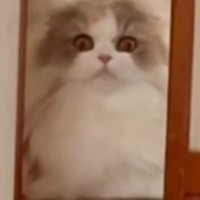 猫の『耳毛』を見てみると……とっても特徴的な『見た目』が可愛すぎると21万再生「タンポポの綿毛みたい」「お花の妖精さん」と反響