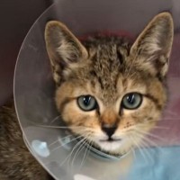 ひどい怪我をして道端で倒れていた猫を発見→『埋葬してあげよう』と拾い上げたら…涙あふれるエピソードが31万再生「号泣」「素敵すぎる」