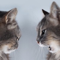 猫の多頭飼育でNGな『仲の取り持ち方』5つ　飼い主の善意がトラブルの火種になることも