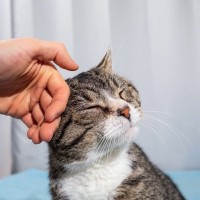 猫が『親友』と感じている人にする3つの行動　愛猫との信頼関係を深めるコツも