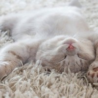 猫が『新しい敷物』に惹かれる3つの心理　どんな目的があるの？夢中になる理由とは