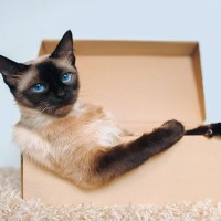 猫が『段ボール』に夢中になる理由5つ　なぜ入りたがるの？心理・習性のヒミツとは