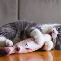猫があなたを『遊びに誘っている』5つのサイン　信頼関係がもっと深まる応え方とは？