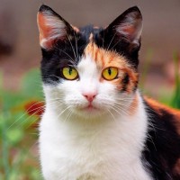 猫の『平均寿命』ってどれくらい？猫種による違いや長寿の秘訣もご紹介