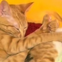 仲良くいっしょに寝ていた2匹の猫→よく見たら…『クセの強すぎる寝姿』に「爆笑するほど可愛い」「抑えられて動けないニャｗ」と８万再生