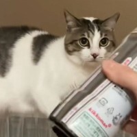 ネコに『醤油』を見せてみると……可愛すぎて笑っちゃう『まさかの行動』が11万再生「塩分濃度が気になるのかも」「なんでなんｗ」