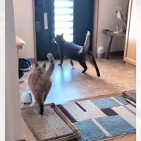 大好きなお母さんが帰宅すると、2匹のネコが…喜びのあまり見せた『まさかの行動』が46万再生「めっちゃ笑った」「娘さん警戒してて草」