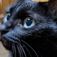 普段はエメラルドグリーンの瞳をしている黒猫→『角度を変える』と…素敵な光景に１万いいね「宝石のよう」「めちゃくちゃ可愛い」と話題に