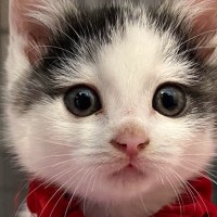 あどけない表情の『アイラインが特徴的な子猫』→成長すると…美しすぎるビフォーアフターに２万いいね「すっかり美ニャン」「とっても綺麗」