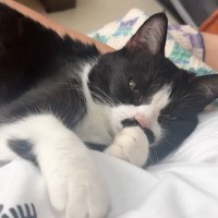 「羨ましすぎる」片時も離れたくない超甘えん坊な猫→『1日の様子』を見たら…赤ちゃんのような愛らしい光景が29万再生「すごい悶絶した」