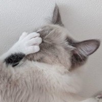 在宅勤務をしている夫から連絡が来て…見てみた結果→思わず帰りたくなった『可愛すぎる猫たちの様子』に「膝から崩れ落ちたｗ」「誘惑にも程が…」