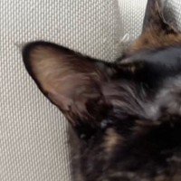 寝ている猫の『顔』を見たら……普段の様子からは想像もできない『衝撃の光景』に爆笑の声「口パクパクしてるのたまらん」「声出して笑った」