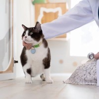 猫の老後に寄り添う『施設・サービス』3つ　利用方法や費用、特徴までわかりやすく解説