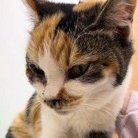 鼻で呼吸ができなかった『ひどい状態の野良猫』を保護→元気になった結果…まさかの『変化』に涙「嬉しかったんだね」「ありがとうって伝えてる」