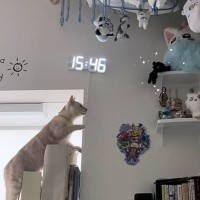 新しくぬいぐるみを買うと、猫に目をつけられて…思わず笑顔になる『可愛すぎる行動』が15万再生「みんな獲物なのかな」「愛おしいね」