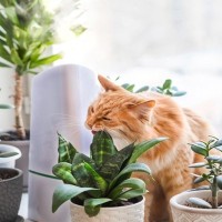 猫との生活で起こる『思いがけない事故』4選　危険なトラブルを未然に防ぐ対処法も解説