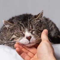 猫が『死ぬ間際』に姿を消す3つの理由　考えられる心理と適切な寄り添い方