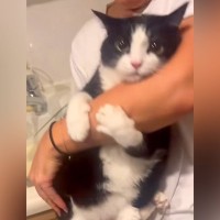 腕を抱きしめてくるネコ→抜こうとしたら…絶対に離れたくなくて見せた『ネコとは思えない行動』が13万再生「メンへニャ」「うらやましい」