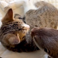 寝ているカワウソが気になっている様子の赤ちゃん猫→そっと見守ってみたら…仲良くなりたくて見せた『愛おしい行動』に「目が離せない」と反響