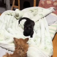 犬の前にいた黒猫→ズームしてよーく見たら…まるでキスしているかのような『衝撃の表情』が50万再生「黒だからバレないと思ってる」「爆笑」