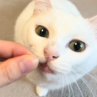 白と黒で色が正反対な『双子の猫』→2匹に『ヒゲ』を近づけてみると…まさかの反応が可愛すぎると117万再生「3万回リピートした」「たまらん」