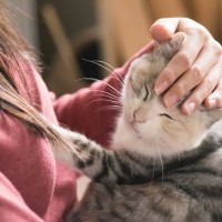 猫を飼う前に必見！『運命の猫』と出会う方法4つ　飼い主としての心構えや注意点も