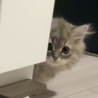 家の中をお散歩していた子猫→『ふと振り返った』次の瞬間…愛おしすぎる光景が54万再生「猫生1週目すぎて好き」「意味わからんぐらい可愛い」