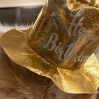 愛猫の１歳の誕生日→盛大に祝おうとパーティーをしたら…ネコが見せた『まさかの表情』に爆笑の声続出「顔が良すぎるｗ」「やる気のない主役ｗ」