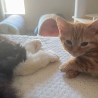 お姉ちゃんに甘えたいけど『怒られないか心配な妹猫』が、次の瞬間…悶絶必至の『尊すぎる光景』が21万再生「もぉぉかわいすぎるぅ」「泣ける」