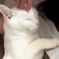 オッドアイを持つ８歳の白猫→大好きな添い寝中に見せた、甘えん坊すぎる『まさかの行動』が38万再生「こんなのされたら仕事いけない」