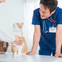 猫に絶対与えてはいけない『人間のお菓子』4選　知らずに与えると最悪の事態も