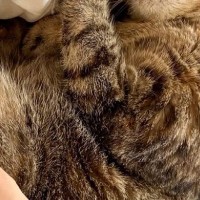 甘えん坊すぎる猫→寝るときになると、飼い主さんの腕の中で……キュンとくる『尊い瞬間』に２万いいね「末長くお幸せに」「癒しをありがとう」