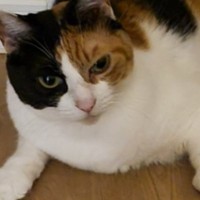 深夜、ベッドにいるはずの猫がいなくて探していたら…電気をつけた瞬間の『まさかの光景』に爆笑「にじり出る感じがたまらないｗ」「笑った」