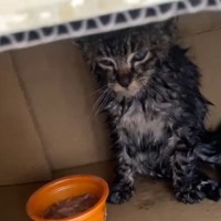雨の中『衰弱している子猫を保護してほしい』と連絡があり、向かった結果…拾われた時の光景に涙が出ると194万再生「泣ける」「ありがとう」