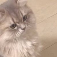 ネコの前に飼い主さんと遊びに来た男性が『同時に手を出した』結果…まさかの反応が笑えると67万再生「あざと可愛い女子ｗ」「なんか切ない」