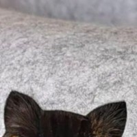 ふと猫ハウスにあいている『ネコ型の穴』を見たら…まさかの光景に10万いいねの大反響「完璧すぎて笑った」「ズルいｗｗ」と笑っちゃう人が続出