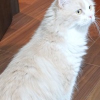 猫が『伸び～』とした瞬間…飼い主さん驚きの『とんでもない変化』に１万いいね「胴なってるんだｗ」「長すぎるｗｗ」と爆笑する人が続出