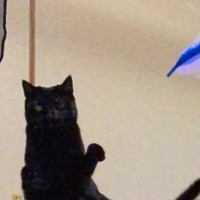 黒猫が大きくジャンプした瞬間を撮ったら…ひらがなにしか見えない『まさかのポーズ』に３万いいね「CGみたいに綺麗ｗ」「芸術作品」