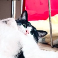 ふとテーブルの下を見たら、ネコが『足』で……思わず笑っちゃう『まさかのポーズ』に５万いいね「憧れの猫足テーブル」「力持ちですごい」