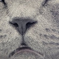 眠っているネコの『顔』を見たら…衝撃的すぎる光景に３万いいねの反響「ギャー目がｗ」「魂抜けた？ｗ」「不覚にも笑ってしまった」と爆笑の声